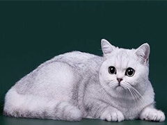 活體寵物貓加拿大活體幼貓cfa證書齊全免郵